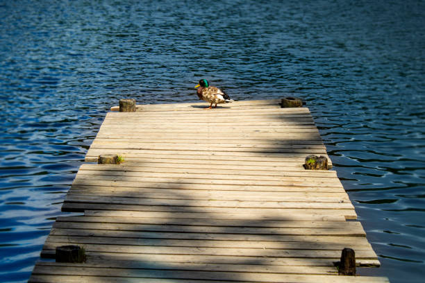 Duck in the middle on a jetty at the lake on a warm summer day