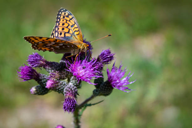 orange butterfly from the side drinking nectar on a purple blossom