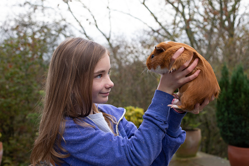 A young caucasian girl from the North East of England smiling and looking at her pet guinea pig as she holds it up with her arms raised.