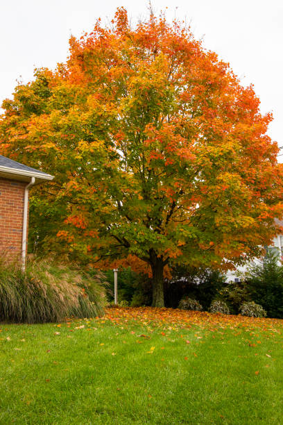 istock Beautiful maple tree in town, autumn landscape. 1289898370