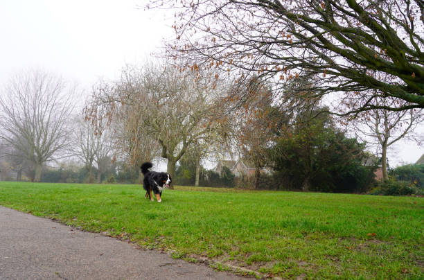 istock Dog walking in the parl in winter 1289898382