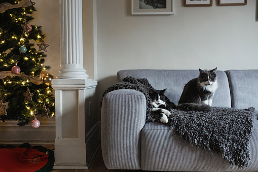 domestic cat, living room, Christmas tree, sofa