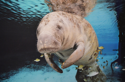 Lazy sea cow swimming underwater with fish.