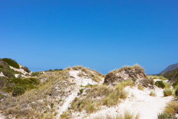 ケープタウン南アフリカの沿岸砂丘の景観とエコロジー - cape town south africa sand dune beach ストックフォトと画像