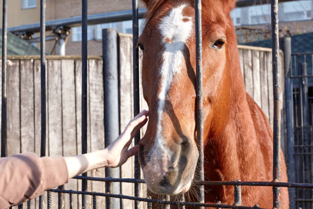 istock Caucasian woman stroking horse head 1289901698