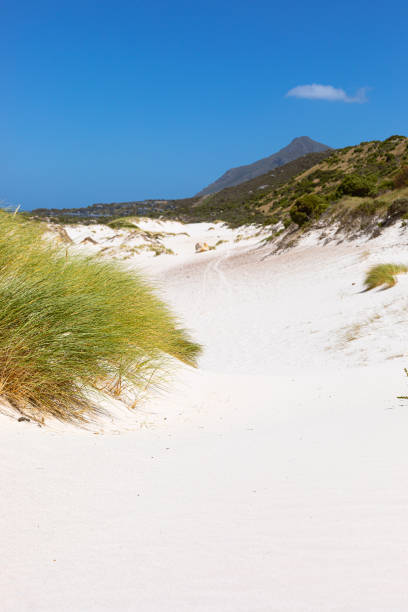 ケープタウン南アフリカの沿岸砂丘の景観とエコロジー - cape town south africa sand dune beach ストックフォトと画像