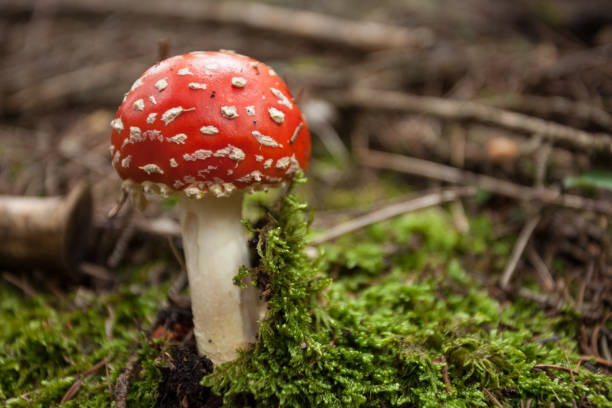 istock Young Amanita Muscaria grown up inside a forest in Dolomites (Italy) 1289903685