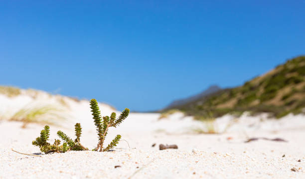 ケープタウン南アフリカの沿岸砂丘の景観とエコロジー - cape town south africa sand dune beach ストックフォトと画像