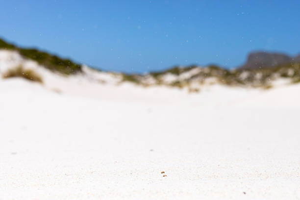 ケープタウン南アフリカの沿岸砂丘の景観とエコロジー - cape town south africa sand dune beach ストックフォトと画像