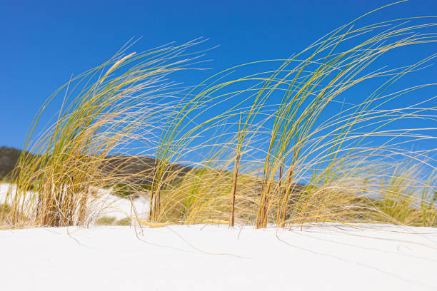 ケープタウン南アフリカの沿岸砂丘の景観とエコロジー - cape town south africa sand dune beach ストックフォトと画像