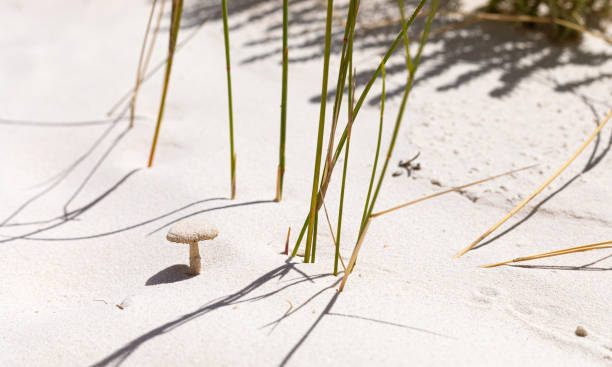 ケープタウン南アフリカの沿岸砂丘の景観とエコロジー - cape town south africa sand dune beach ストックフォトと画像