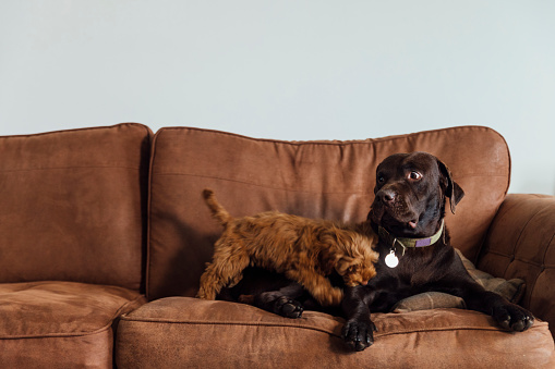A chocolate Labrador and a Cockapoo puppy who is playfully nibbling the other dog who has a horrified look on its face whilst sitting on the family sofa.