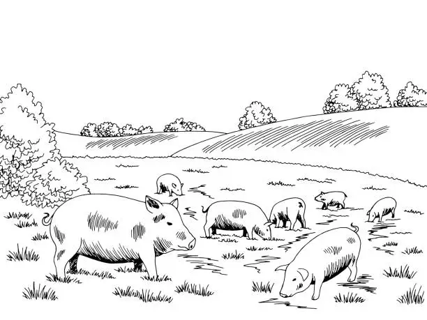 Vector illustration of Pigs feeding grass on the hill graphic black white sketch illustration vector