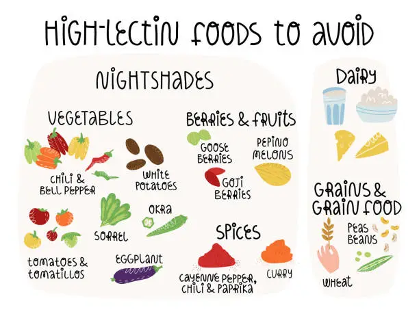 Vector illustration of High-lectin foods to avoid, infographics banner. Nightshades vegetables, fruit and seasoning, dairy and grain foods which is needed to be avoid on AIP, FODMAP diet. Vector isolated illustration.