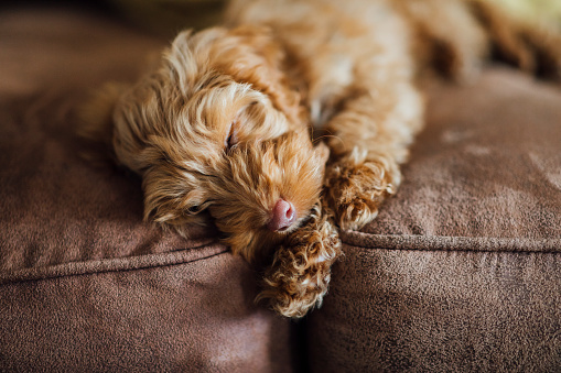 A close-up view of a beautiful cockapoo puppy fast asleep in the family home in the North East of England.