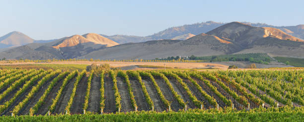 파노라마 포도원 풍경 - 가을 - vineyard california santa barbara county panoramic 뉴스 사진 이미지