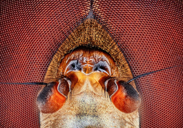 cabeza de abeja y ojos bajo microscopio 15x macro fondo - bee macro insect close up fotografías e imágenes de stock