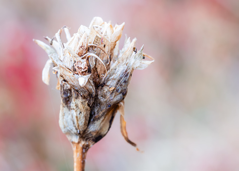 close up of a dried flower with a pastel pink background. macro shot.