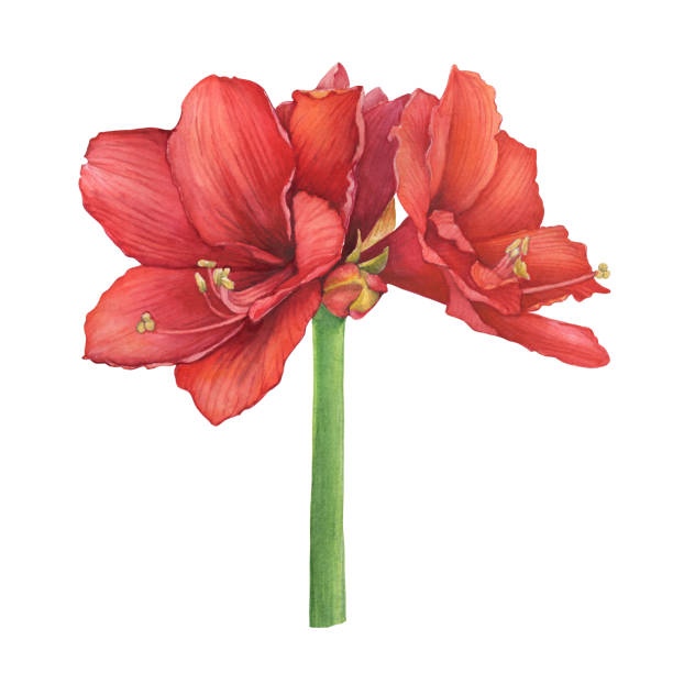 ilustrações, clipart, desenhos animados e ícones de flor de hippeastrum vermelho (também conhecida como amaryllis, hippeastrum kolibri e feliz natal). ilustração de pintura de aquarela desenhada à mão isolada em fundo branco. - amaryllis