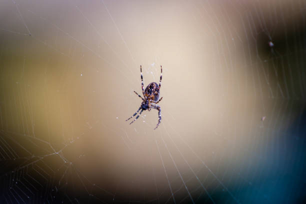 istock Macro spider on a web. Insect on a cobweb. Danger detail insect background 1289911638