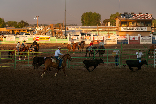 Fallon, Nevada - August 3, 2014: A cowboy on horseback roping a calf in a rodeo at the Churchill County Fairgrounds in the city of Fallon, in the State of Nevada.