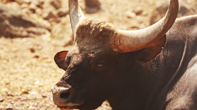 5,690 Bulls Horns Stock Videos and Royalty-Free Footage - iStock | Bull  horns, Bull head, Bull riding