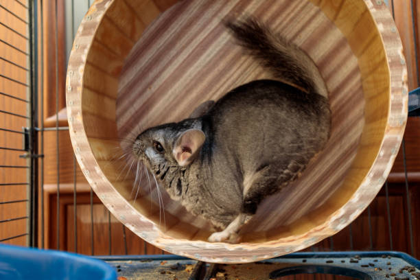 fluffy gray chinchilla runs in a wheel in its cage stock photo
