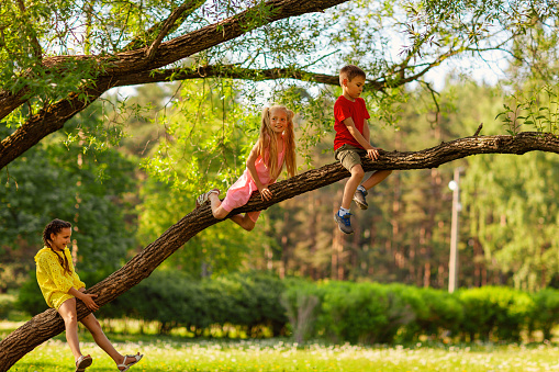 Wide shot of three playful carefree kids, two girls and boy, climbing tree and sitting on branch in green park on summer day