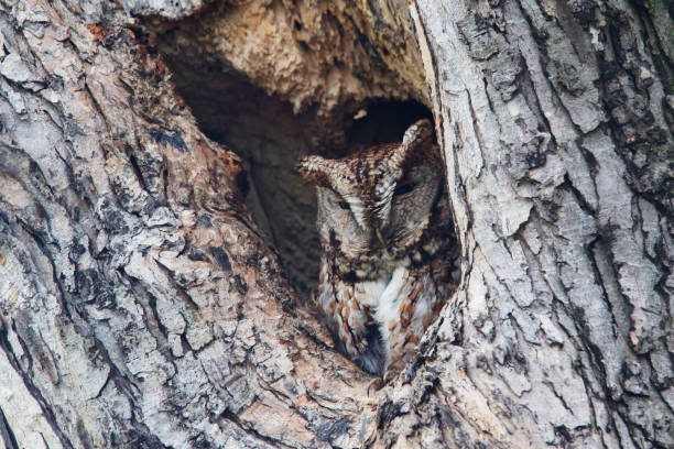 istock Camouflage of the eastern screech owl (Megascops asio) 1289915233