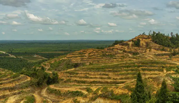 Vast land being destoyed by palm oil business in Sumatra, Indonesia
