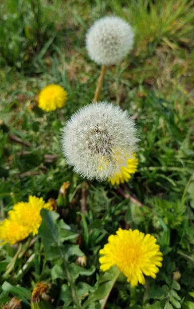 istock Dandelion seedhead or blow ball 1289916807