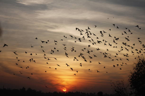 istock Flock of bird, Agra, India 1289917029