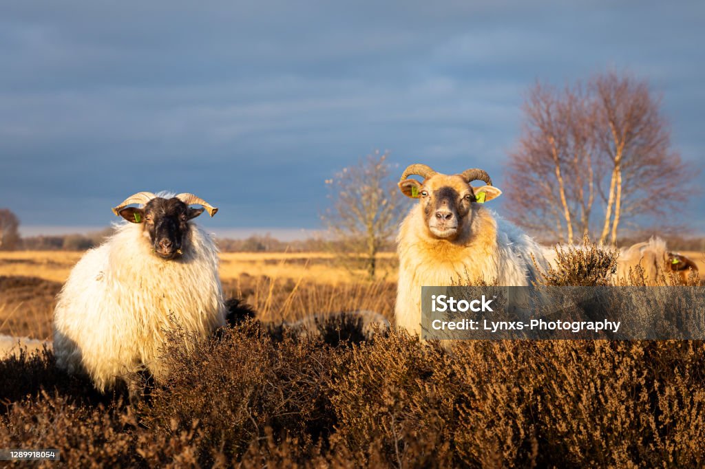 Sheep in Drenthe Herd of sheep on Balloerveld in Drenthe Agricultural Field Stock Photo