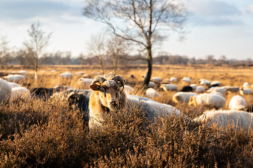 Herd of sheep on Balloerveld in Drenthe