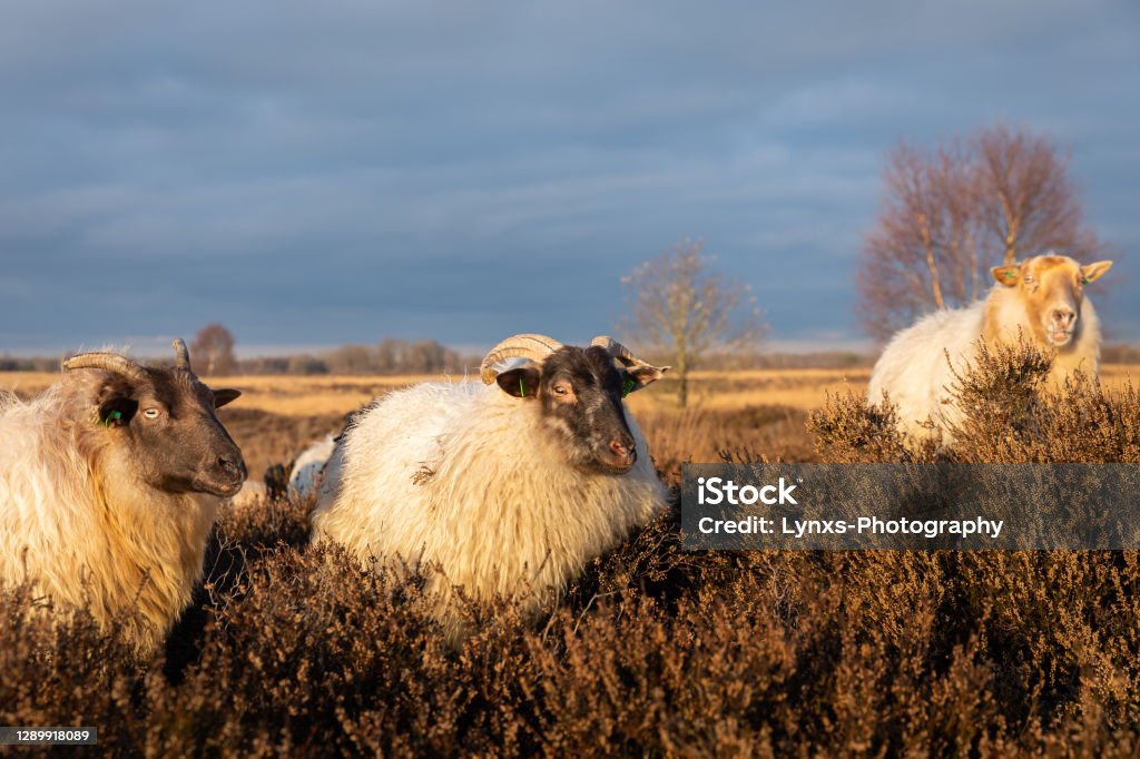Sheep on the moor Herd of sheep on Balloerveld in Drenthe Agricultural Field Stock Photo