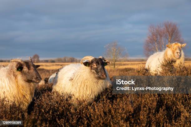 Sheep On The Moor Stock Photo - Download Image Now - Agricultural Field, Animal, Backgrounds