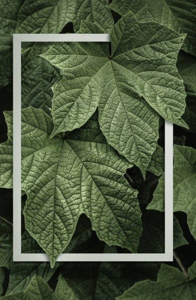 istock Photo frame with natural green leaves in dark background. 1289920888