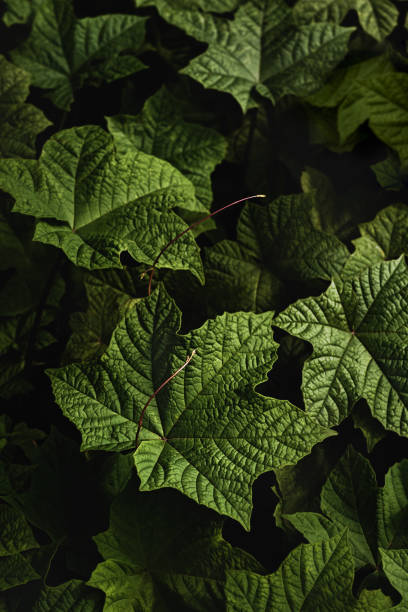 istock Green leaves in dark background. 1289920909