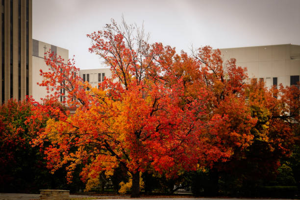 istock Brilliantly colored autumn maple  tree in urban setting surrounded by tall buildings 1289921325