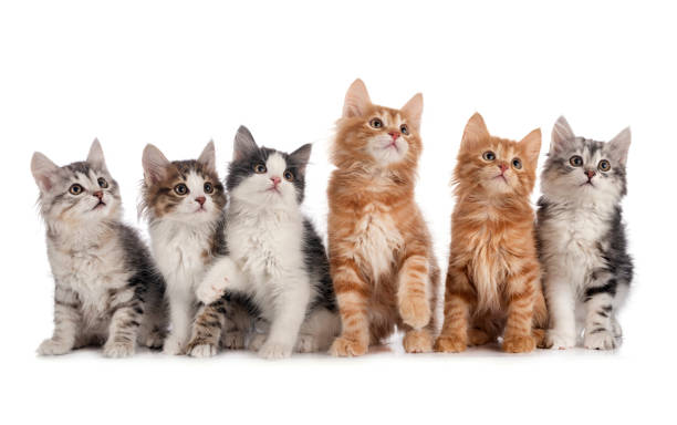 young Kurilian Bobtails