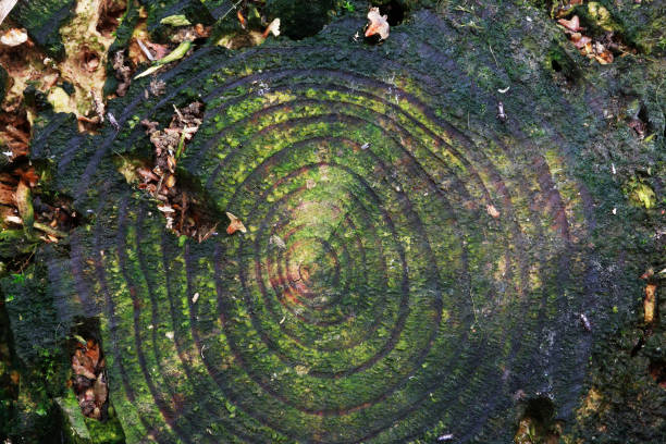Photo of Old Mossy Stump