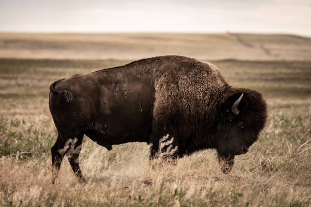 istock Amber Waves of Grain and Bison Profile 1289922628