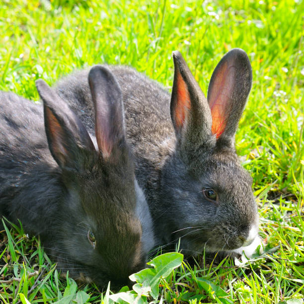Partially hidden black rabbit at Jericho Beach Park, Vancouver, British Columbia, Canada.