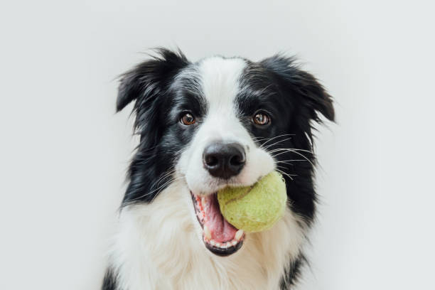 Funny portrait of cute puppy dog border collie holding toy ball in mouth isolated on white background. Purebred pet dog with tennis ball wants to playing with owner. Pet activity and animals concept retrato divertido de lindo perrito perro borde collie sosteniendo bola de juguete en la boca aislado sobre fondo blanco. perro mascota de pura raza con pelota de tenis quiere jugar con el propietario. actividad de mascotas y concepto de animales