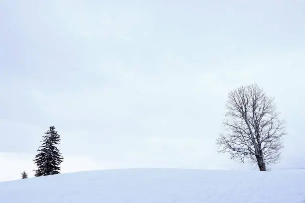 Snowy landscape with two trees in winter in Bavaria
