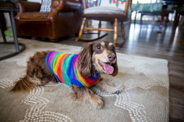 istock Longhaired Dachshund with Colorful Sweater 1289927065