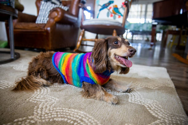 istock Longhaired Dachshund with Colorful Sweater 1289927076