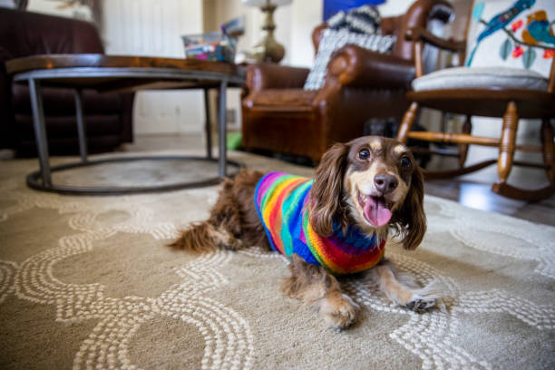 Longhaired Dachshund with Colorful Sweater