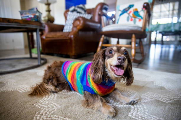 istock Longhaired Dachshund with Colorful Sweater 1289927718