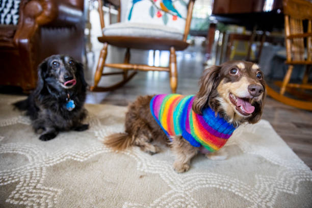 istock Longhaired Dachshund with Colorful Sweater 1289927742